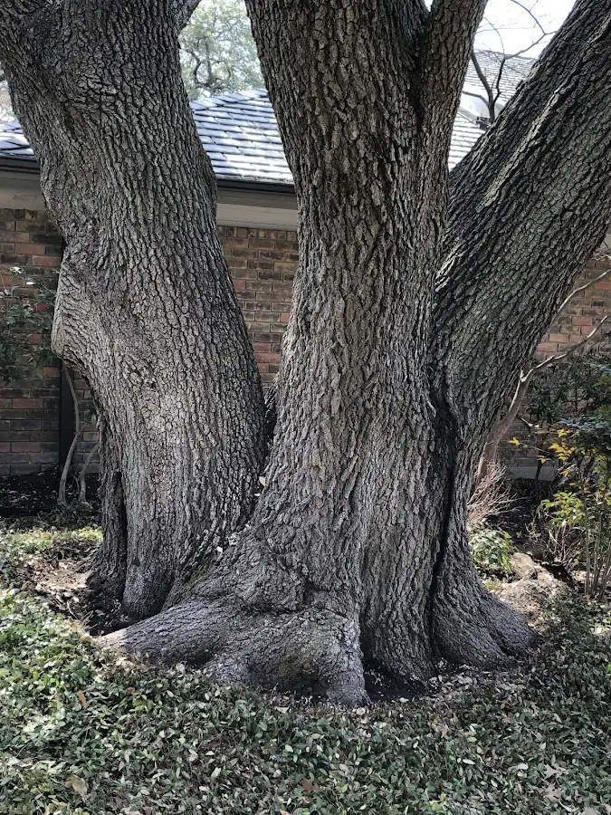Mature heritage tree close to a Occidental property cared for by certified arborists